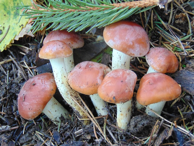 strapcovka tehlovočervená  Hypholoma lateritium (Schaeff.) P. Kumm.