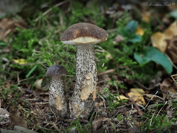 kozák brezový Leccinum scabrum (Bull.) Gray