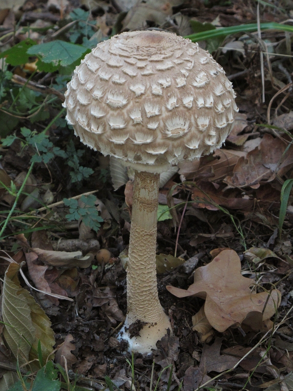 bedľa vysoká Macrolepiota procera (Scop.) Singer