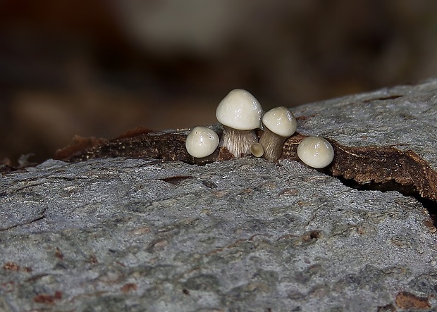 sliznačka obyčajná Mucidula mucida (Schrad.) Pat.