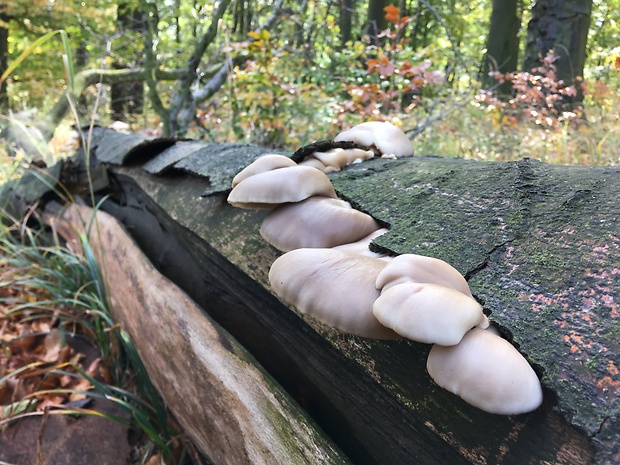 hliva ustricovitá Pleurotus ostreatus (Jacq.) P. Kumm.