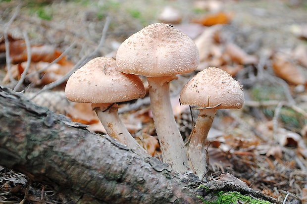 podpňovka Armillaria sp.