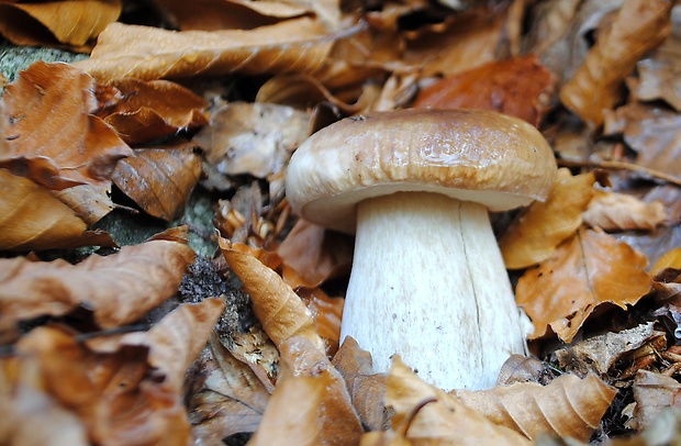 hríb smrekový Boletus edulis Bull.