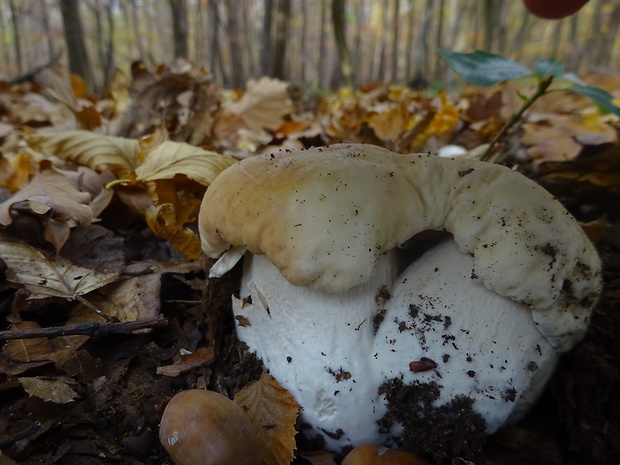 hríb smrekový Boletus edulis Bull.