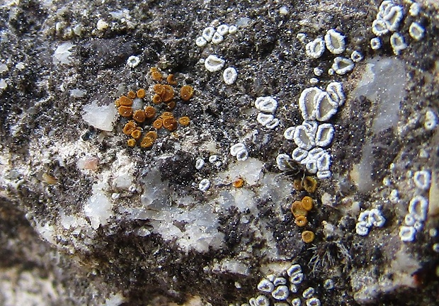 krásnica Caloplaca lactea (A. Massal.) Zahlbr.