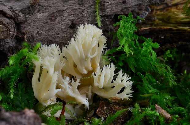 konárovka hrebenitá Clavulina coralloides (L.) J. Schröt.