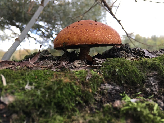 šupinovec ?? Gymnopilus sp.