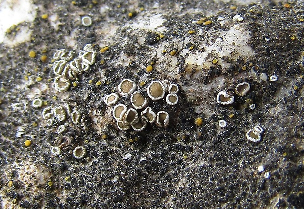 lekanora Lecanora xanthostoma Cl. Roux ex Fröberg