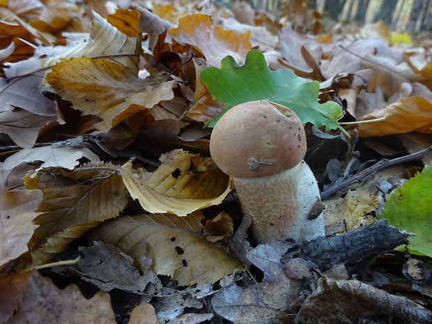 kozák dubový Leccinum aurantiacum (Bull.) Gray