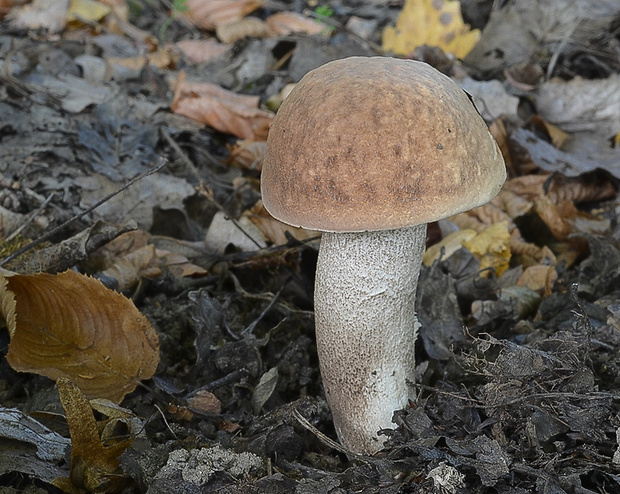 kozák topoľový Leccinum duriusculum (Schulzer ex Kalchbr.) Singer