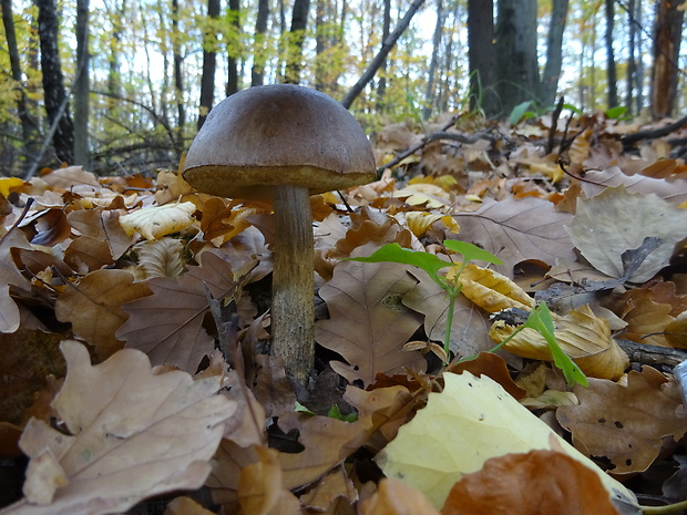 kozák brezový Leccinum scabrum (Bull.) Gray