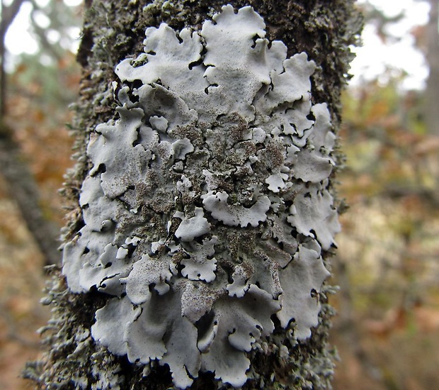 diskovka lipová Parmelina tiliacea (Hoffm.) Hale