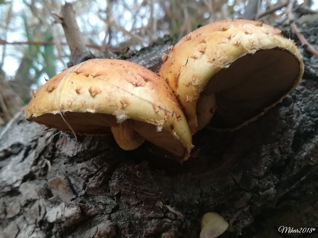 šupinovka slizká Pholiota adiposa (Batsch) P. Kumm.