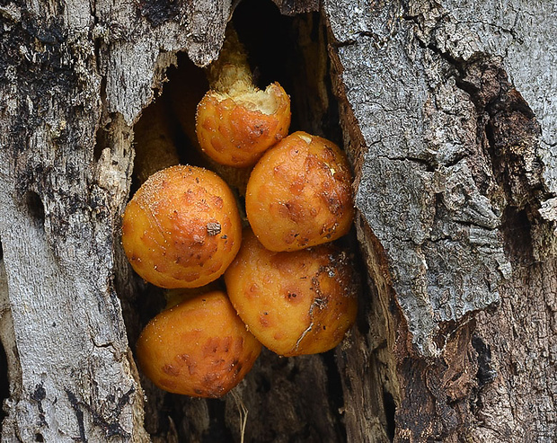 šupinovka slizká Pholiota adiposa (Batsch) P. Kumm.