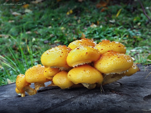 šupinovka slizká Pholiota adiposa (Batsch) P. Kumm.