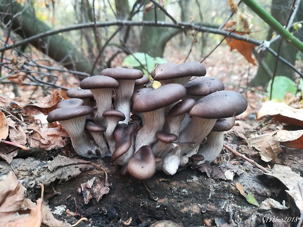 hliva ustricovitá Pleurotus ostreatus (Jacq.) P. Kumm.