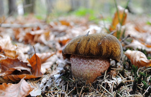 hríb zrnitohlúbikový Sutorius luridiformis (Rostk.) G. Wu & Zhu L. Yang