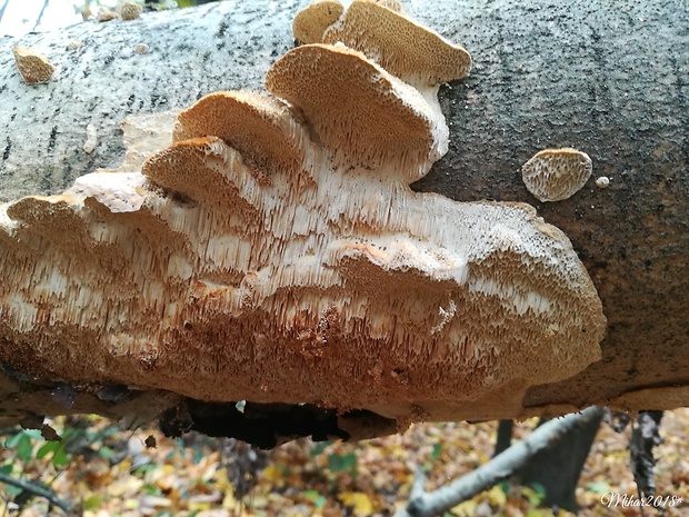 trúdnikovec srstnatý Trametes trogii Berk.