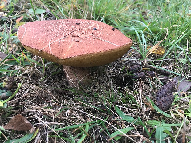 kozák osikový Leccinum albostipitatum den Bakker & Noordel.