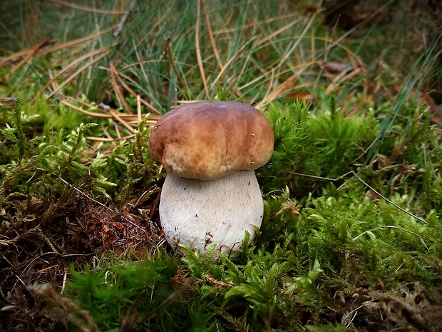 hríb smrekový Boletus edulis Bull.