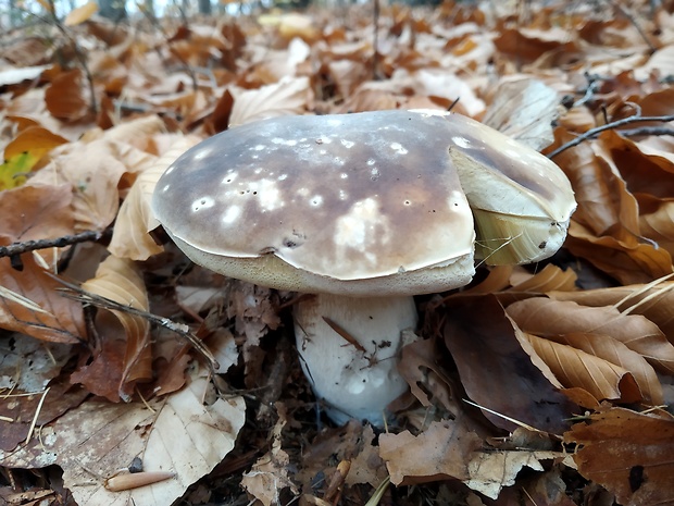 hríb smrekový Boletus edulis Bull.