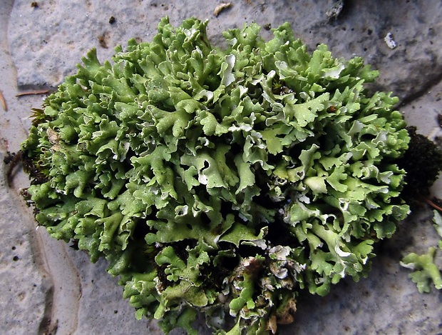 dutohlávka zavinutá Cladonia convoluta (Lam.) Anders