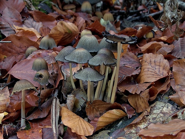 hnojník Coprinus sp.