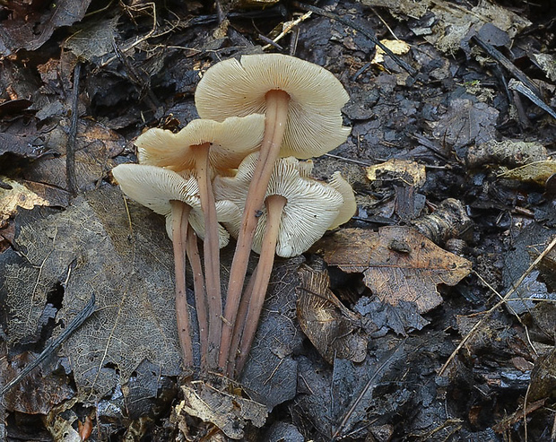 peniazovka kapustová Gymnopus brassicolens (Romagn.) Antonín & Noordel.