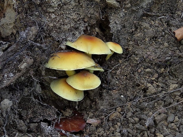 strapcovka zväzkovitá Hypholoma fasciculare (Huds.) P. Kumm.