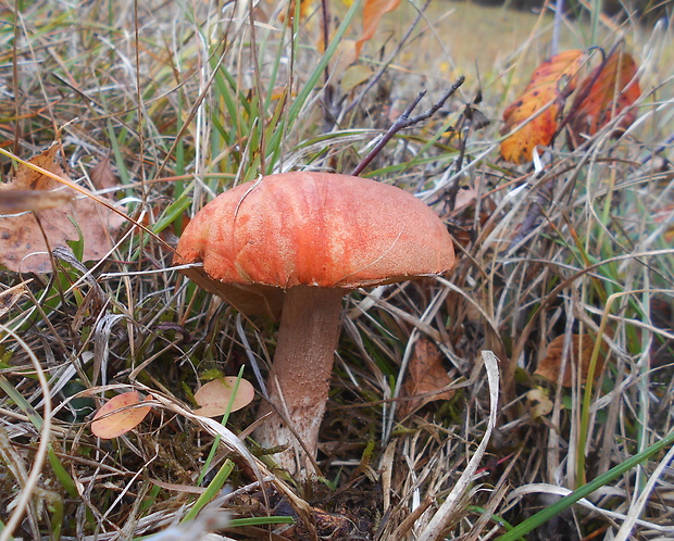 kozák dubový Leccinum aurantiacum (Bull.) Gray