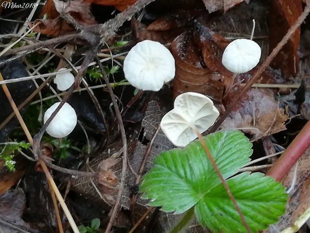 tanečnica listová Marasmius epiphyllus (Pers.) Fr.