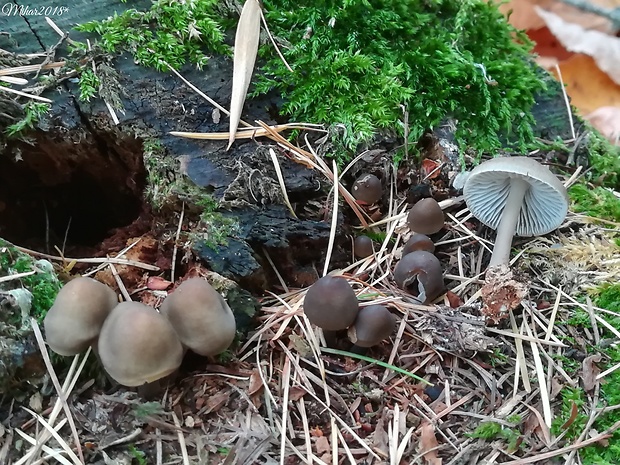 prilbička hnedosivá Mycena tintinnabulum (Paulet) Quél.