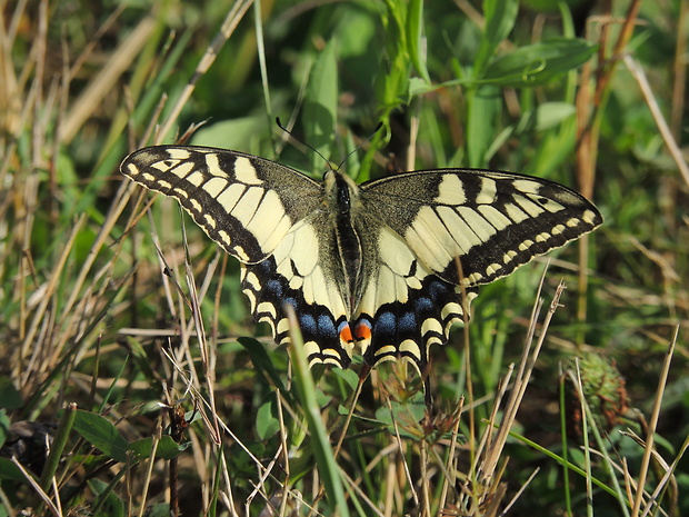 vidlochvost feniklový Papilio machaon