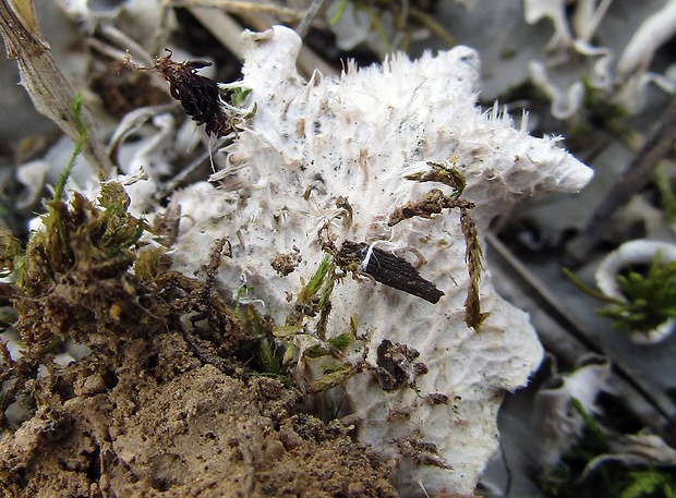 štítnatec Peltigera collina (Ach.) Schrad.