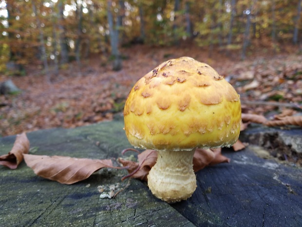 šupinovka slizká Pholiota adiposa (Batsch) P. Kumm.