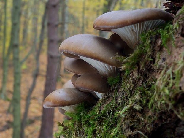 hliva ustricovitá Pleurotus ostreatus (Jacq.) P. Kumm.