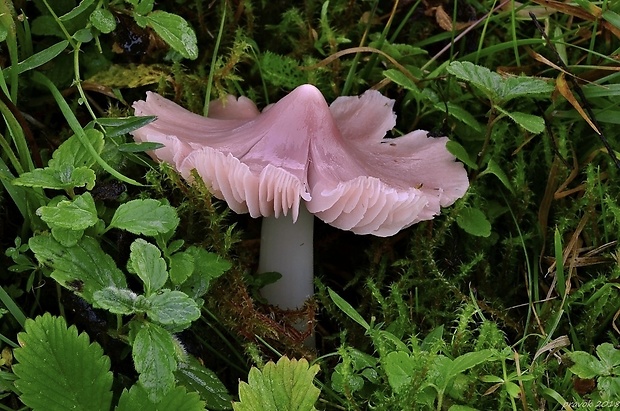 lúčnica ružovočervená Porpolomopsis calyptriformis (Berk.) Bresinsky