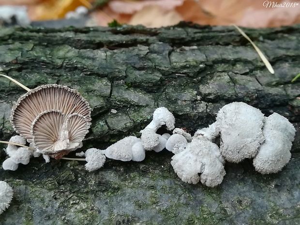 klanolupeňovka obyčajná Schizophyllum commune Fr.