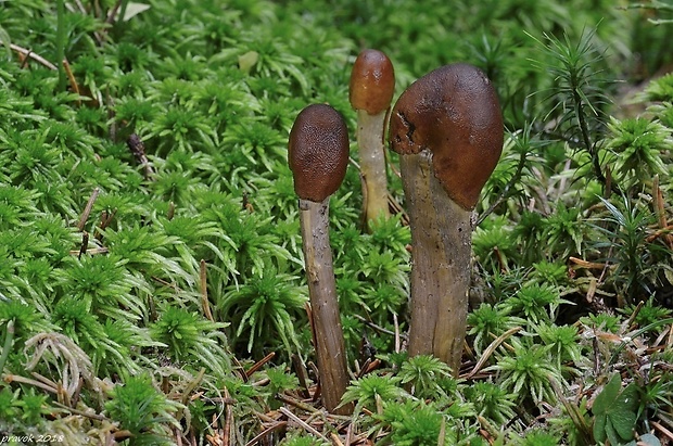 žezlovka Tolypocladium sp.