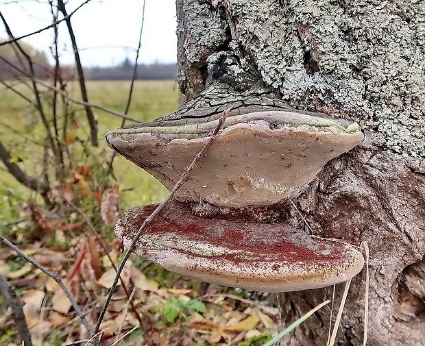 neidentifikovaná huba