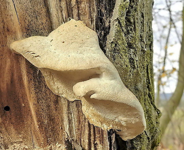 neidentifikovaná huba