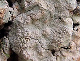 pertusária bradavičnatá