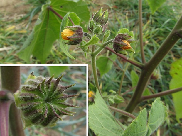 podslnečník theofrastov (sk), mračňák theophrastův (cz) Abutilon theophrasti Medik.