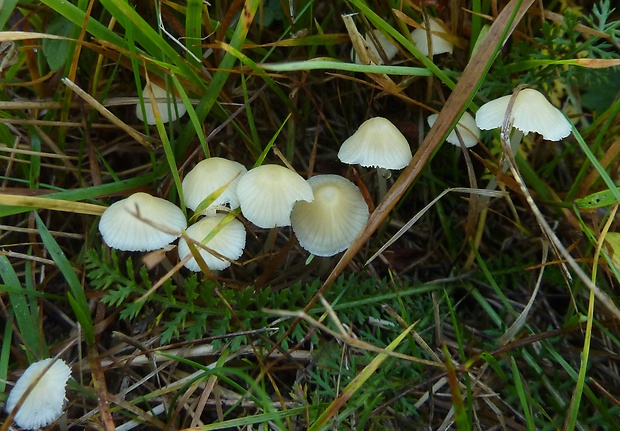 prilbička žltobiela Atheniella flavoalba (Fr.) Redhead, Moncalvo, Vilgalys, Desjardin & B.A. Perry