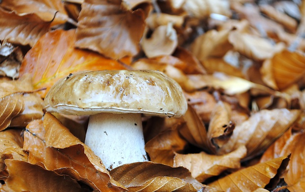 hríb smrekový Boletus edulis Bull.