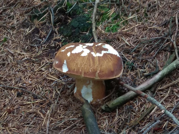 hríb sosnový Boletus pinophilus Pil. et Dermek in Pil.