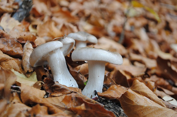 strmuľka inovaťová Clitocybe nebularis (Batsch) P. Kumm.