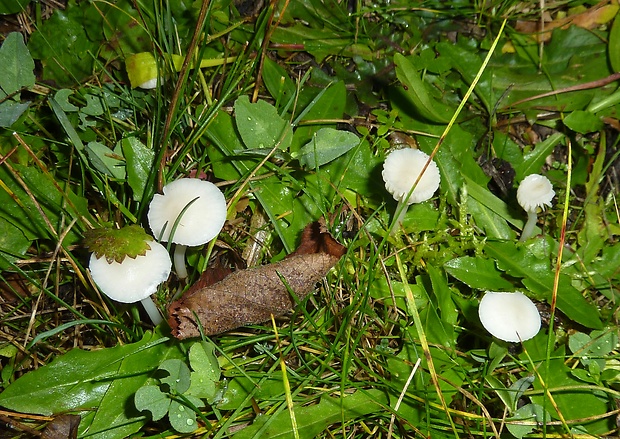 lúčnica snehobiela Cuphophyllus virgineus (Wulfen) Kovalenko