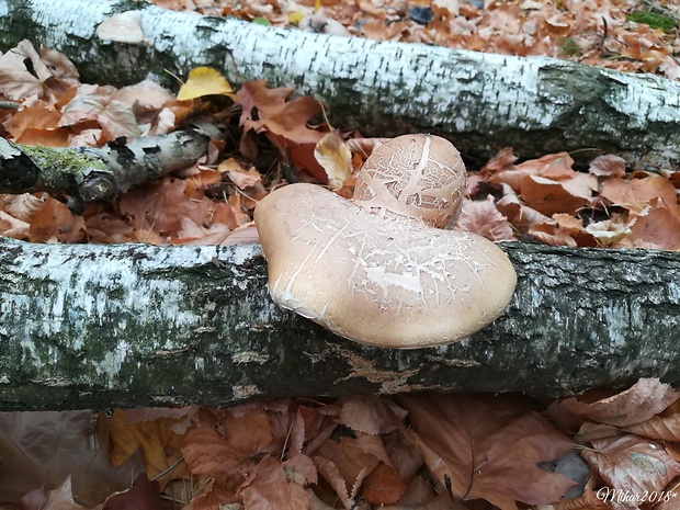 brezovník obyčajný Fomitopsis betulina (Bull.) B.K. Cui, M.L. Han & Y.C. Dai