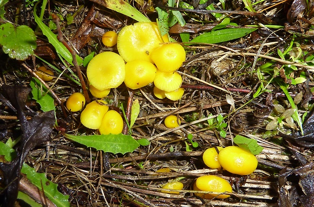 lúčnica vosková Hygrocybe cf. ceracea (Wulfen) P. Kumm.